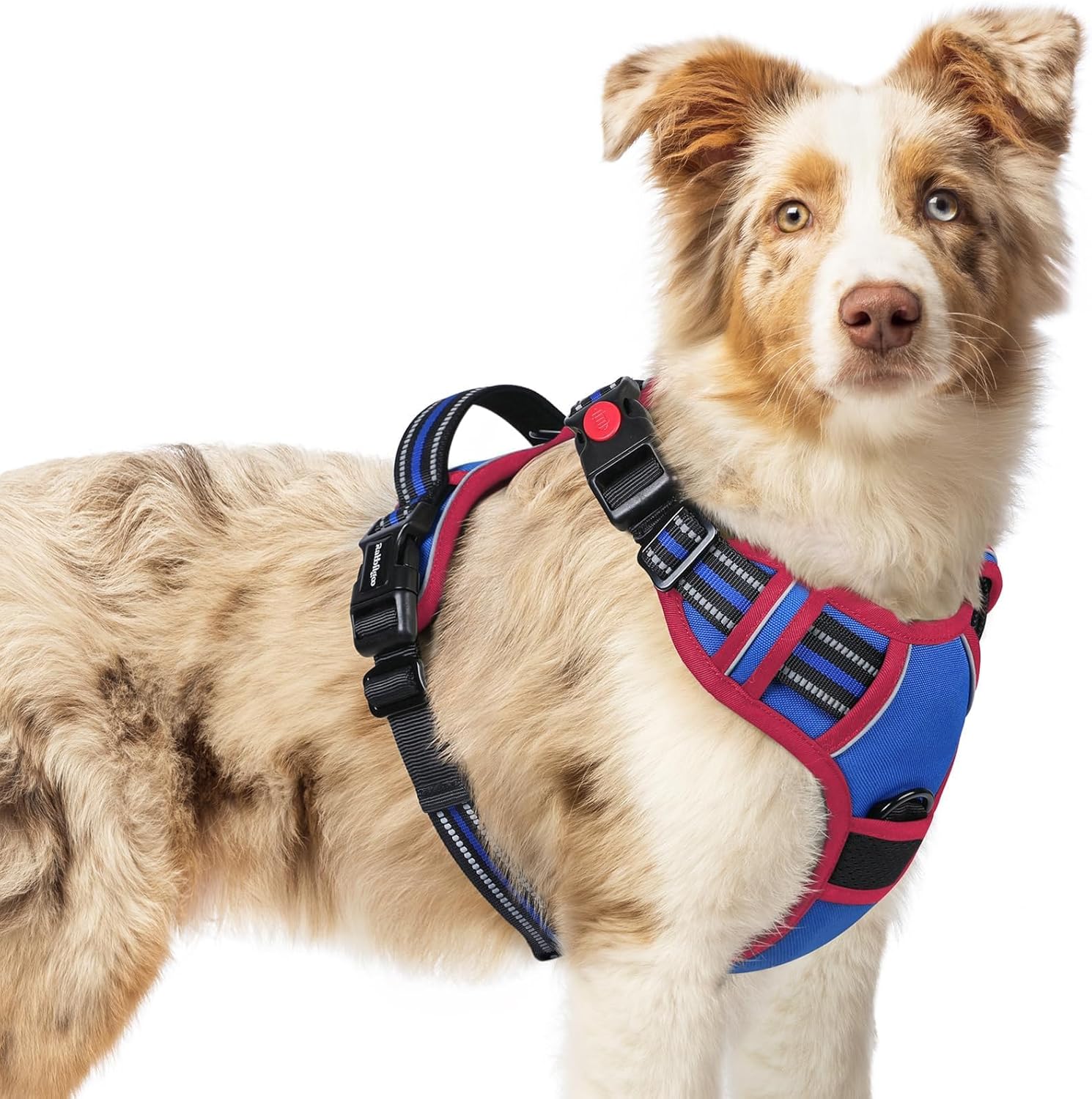 Rabbitgoo No-Pull Dog Harness Guide: Better Walks for Medium Dogs